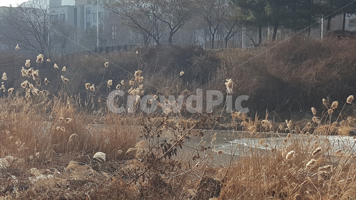 겨울,산책로,겨울풍경,야외,겨울산책로,공원,풍경,겨울,계절,winter,season,자연,풍경,nature,landscape,grass,잔디,plant,식물