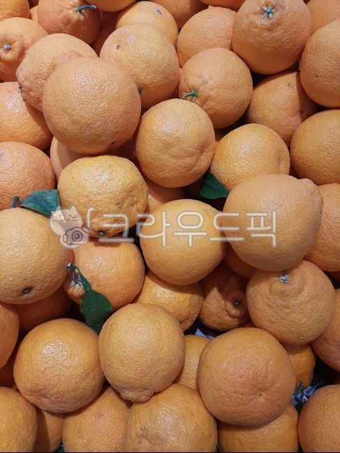 Tangerine,citrus,fruit,fruits,box,Hallabong,one box