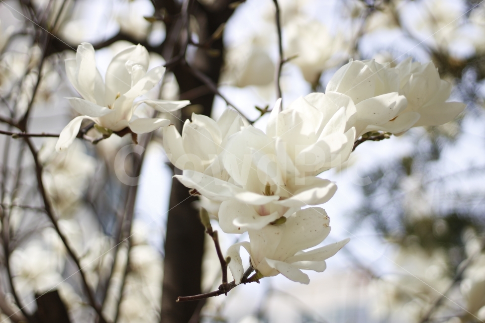 flower,spring,봄,자연,꽃,식물,나무,백합,식물,자연,plants,nature,봄,계절,spring,season,꽃,flower,plant