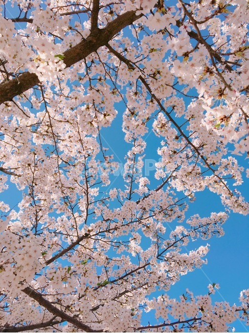 벚꽃,나무,파란하늘,하늘,봄,자연,풍경