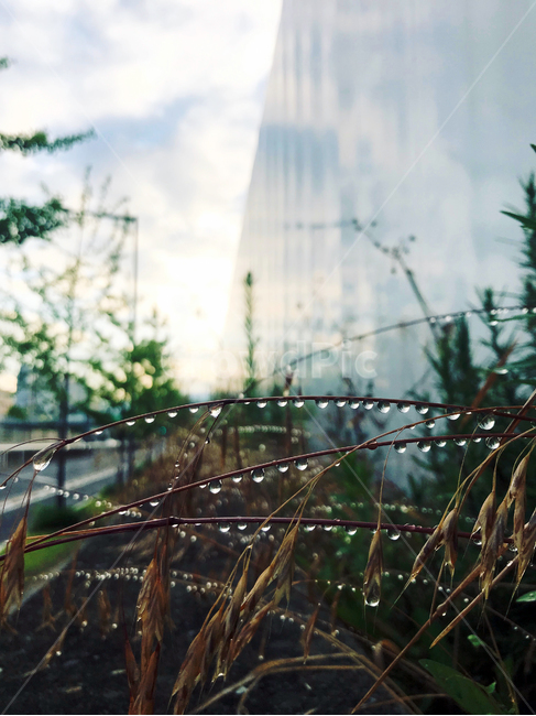 비온후,물방울,자연보케,하늘,빗방울,비,도심속,길거리,풀