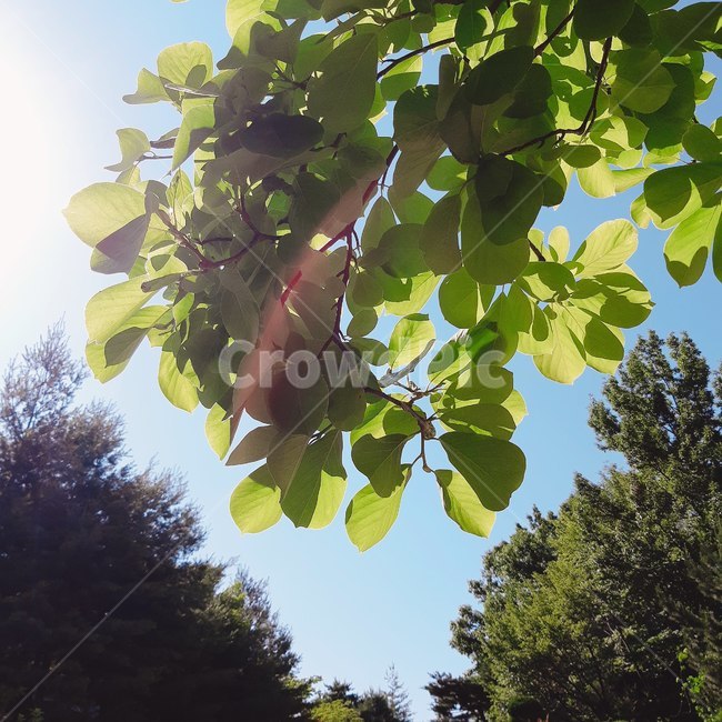 여름,햇살,하늘,나뭇잎,색감,싱그러움,푸른,풀잎,맑음,summer,leaf,sky,greenary,sunshine,fresh,엽서사진,카드,정사각형사진,자연,풍경,nature,landscape,식물,plants,plant