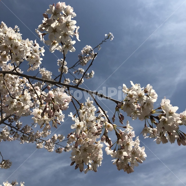 자연,풍경,나무,꽃밭,벚꽃,식물,자연,plants,nature,꽃,flower
