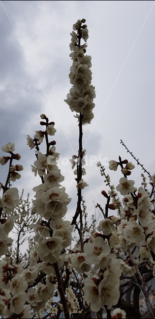 plant,꽃,매화,봄,식물,flower,식물,자연,plants,nature,꽃,flower