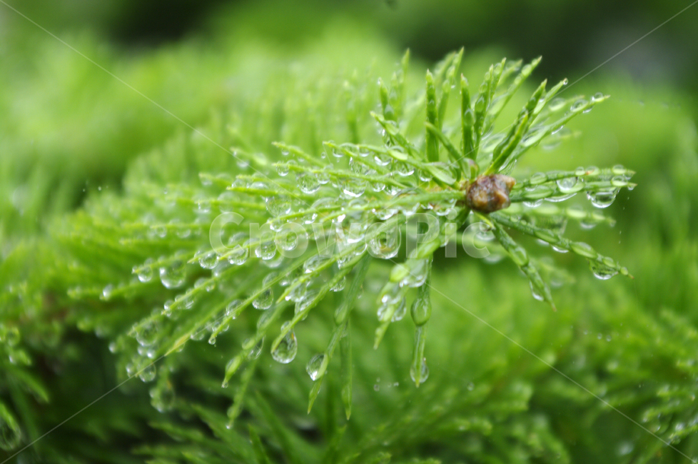 잎,물방울,식물,초록,plant,식물,자연,plants,nature