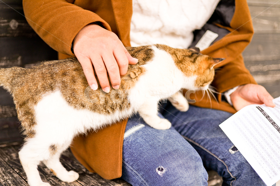 고양이,사람,손,휴머니즘,청바지,베이지코트,냥이,얌전한,정류소,정류장,벤치,나무벤치,무릎,동물,animal,포유류,mammal,고양이,cat,kitten,kitty,사람,인물,인간,human,person,신체일부,몸,body