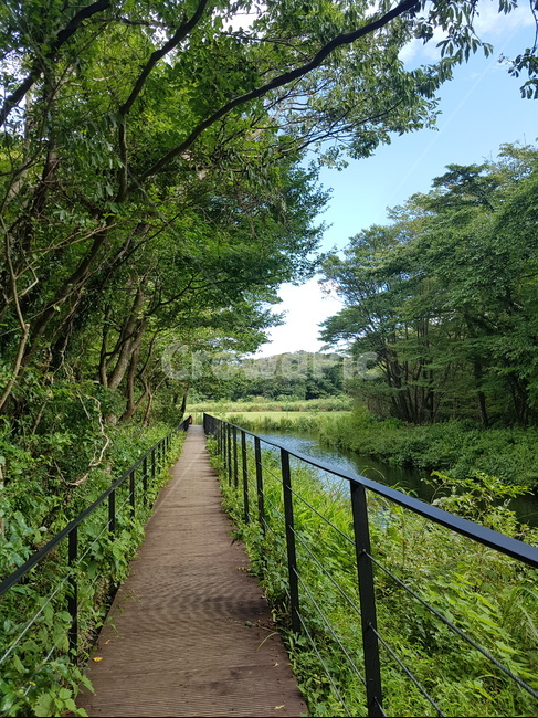 숲길,산책길,제주산책길,여름숲길,길