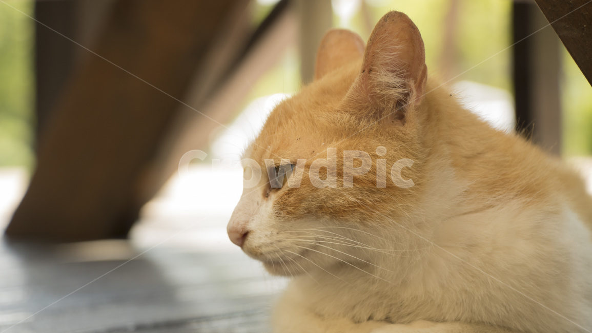 고양이,길고양이,자연,귀여움,동물,동물,animal,포유류,mammal,고양이,cat,kitten,kitty