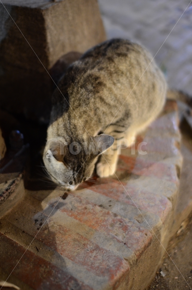 고양이,길냥이,고양이사진,동물사진,동물스냅,스냅사진,고양이스냅,길냥이스냅,라오스,외국길냥이,스냅샷,야옹이,동물,동물,animal,포유류,mammal,고양이,cat,kitten,kitty