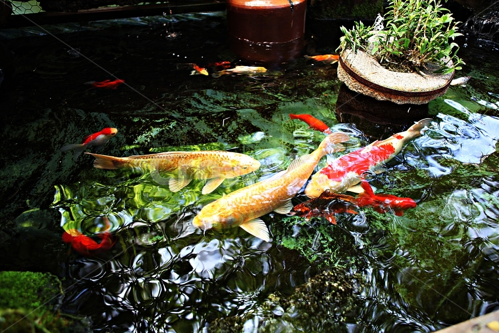 연못,비단잉어,물고기,잉어,자연,동물,animal,어류,물고기,fish