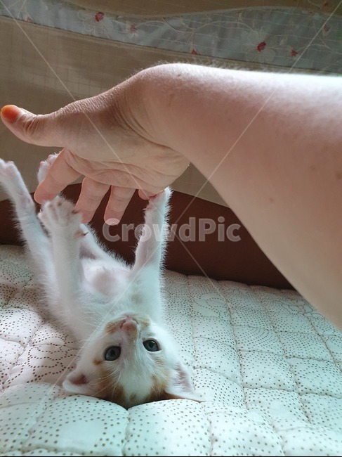 고양이,새끼고양이,길고양이,반려동물,집사