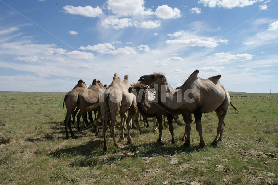 낙타,자연,동물,camel,animal,해외,외국,세계,foreign,oversea,world,동물,animal,포유류,mammal