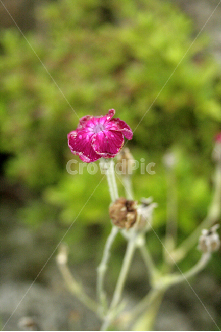 우단동자,식물,flower,plants,nature,꽃,꽃봉오리,식물,자연,plants,nature,꽃,flower