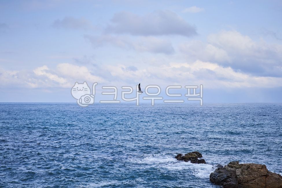 tide,flight,East Sea,blue sea,ocean,clear sky,Seagull,winter sea