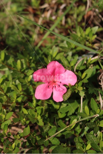 꽃,식물,분홍,초록,자연,flower,plants,pink,green,nature,hana,shokubutsu,pinku,midori,식물,자연,plants,nature,꽃,flower