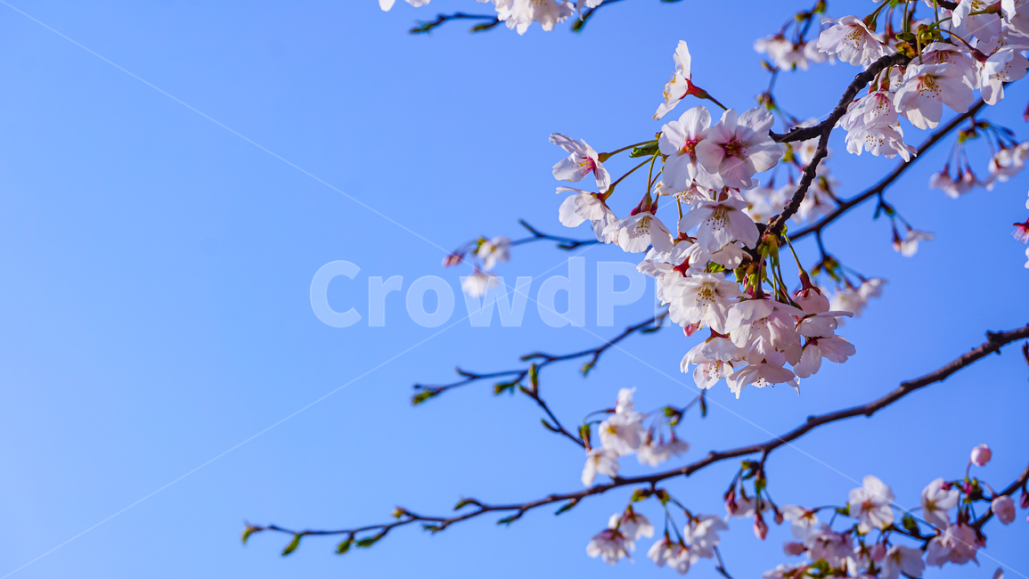벚꽃,꽃,하늘,cherryblossom,blossom,flower,sky,봄,spring,나뭇가지