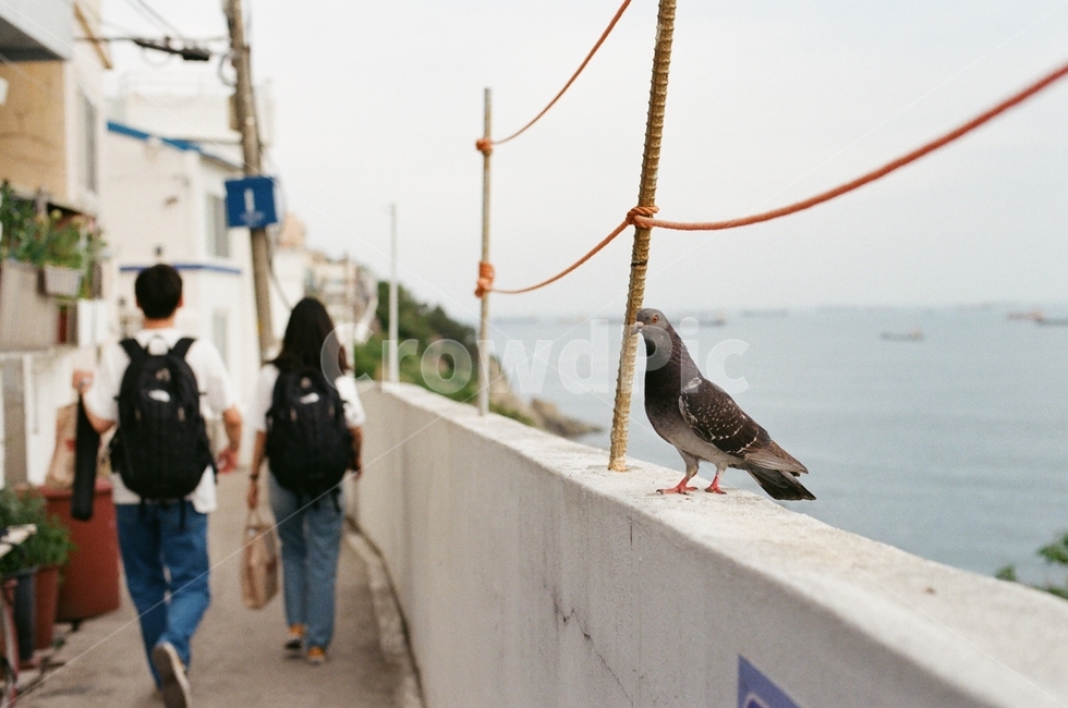 비둘기,커플,가방,백팩,bird,새,animal,동물,person,인간,human,사람,clothing,의류,footwear,의복,apparel,담장,바다,골목