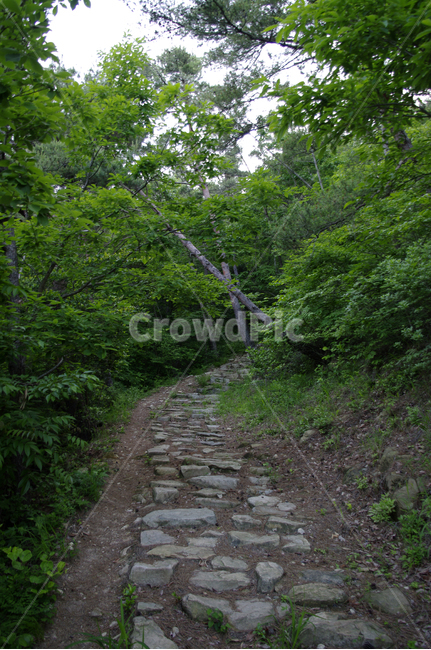 나무,길,숲,돌계단,식물,자연,풍경,nature,landscape,path,통로,road,도로,dirt road,흙길,gravel,자갈,ground,바닥