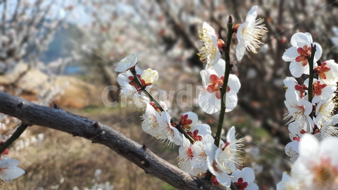 plant,식물,blossom,flower,꽃,겨울꽃,흰색,식물,자연,plants,nature,꽃,flower