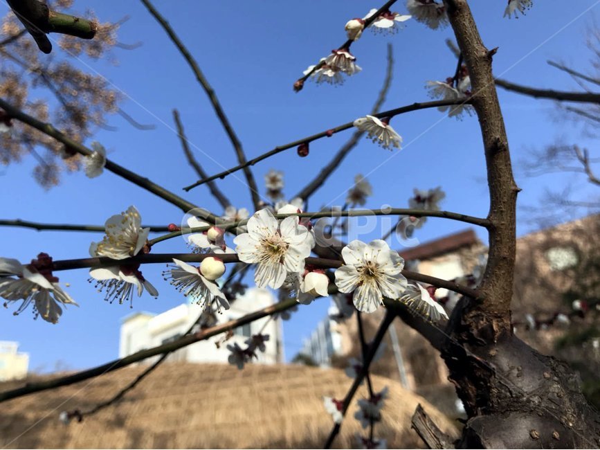 꽃,나무,매화,봄,flower,봄,계절,spring,season,식물,자연,plants,nature,꽃,flower,plant