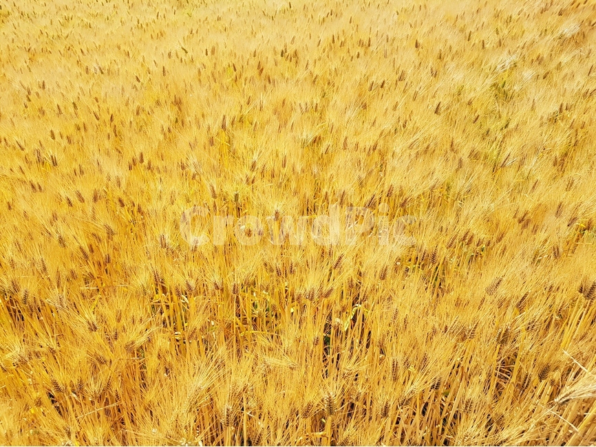 보리,보리밭,노랑,늦봄,파랑하늘,풍경,곡류,곡식,cereals,산업,industry,industrial,농업,농사,agriculture,farming,farming industry