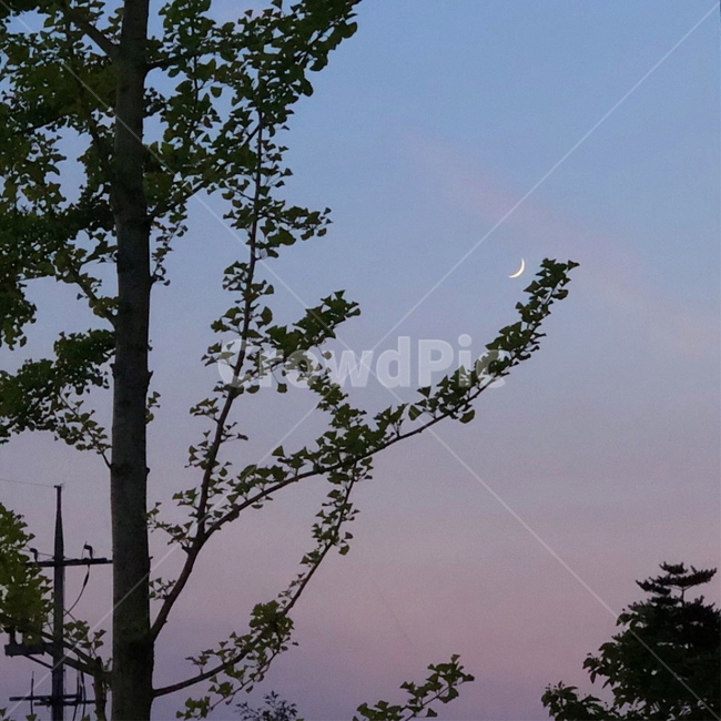 달,하늘,초승달,감성,핑크하늘,글귀,풍경