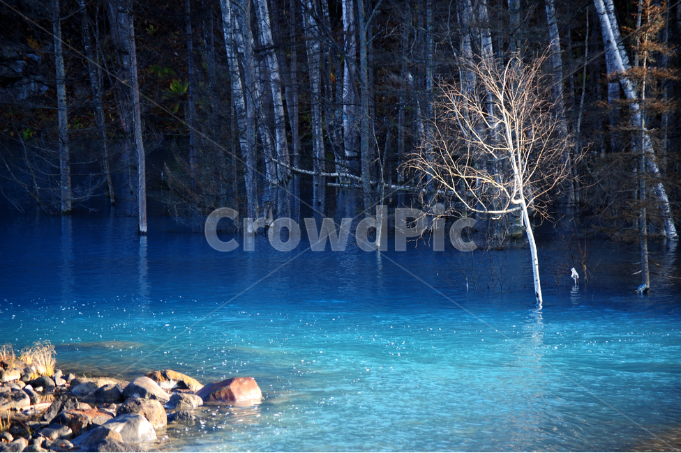 일본,홋카이도,비에이,청의호수,아오이케,호수,나무,자연,풍경,nature,landscape,해외,외국,세계,foreign,oversea,world,세계자연풍경,해외자연풍경,외국자연풍경,world nature landscape,식물,plants,나무,trees,wood,색깔,색상,색채,색감,color sense,color sensitivity,feeling of color,water,물,outdoors,옥외