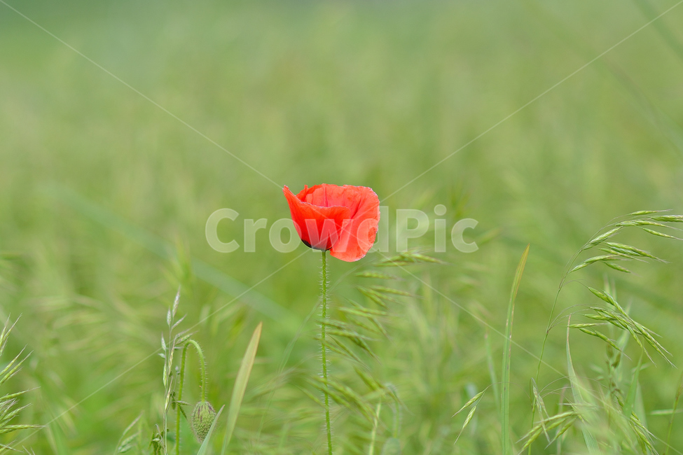 양귀비,꽃,빨간꽃,양귀비꽃,식물,풍경,식물,자연,plants,nature,꽃,flower