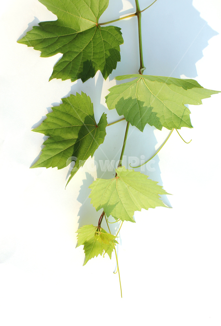 branch,closeup,detail,fresh,grape,grapeleaf,green,leaf,leaves,natural,nature,plant,가지,나뭇가지,클로즈업,디테일,신선한,포도잎,포도줄기,줄기,잎,잎사귀,나뭇잎,그린,녹색,자연,식물,흰배경,초록색,식물,자연,plants,nature,누끼,remove background