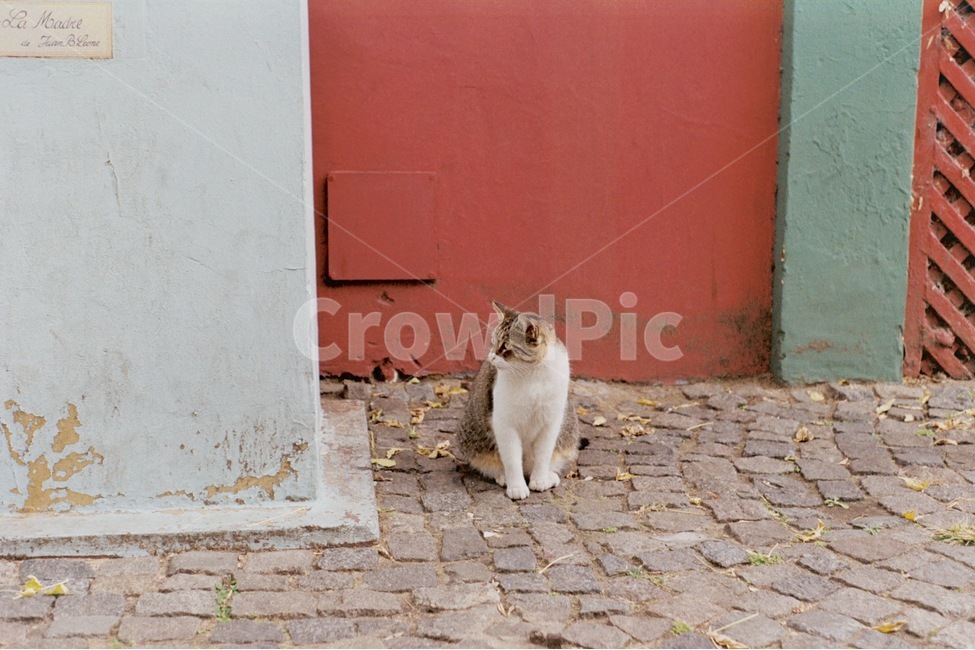 cat,pet,애완동물,animal,동물,mammal,포유류,보도,walkway,외국,빨간,벽,길고양이,길냥이,고양이,필름,감성,필름사진,동물,animal,포유류,mammal,고양이,cat,kitten,kitty