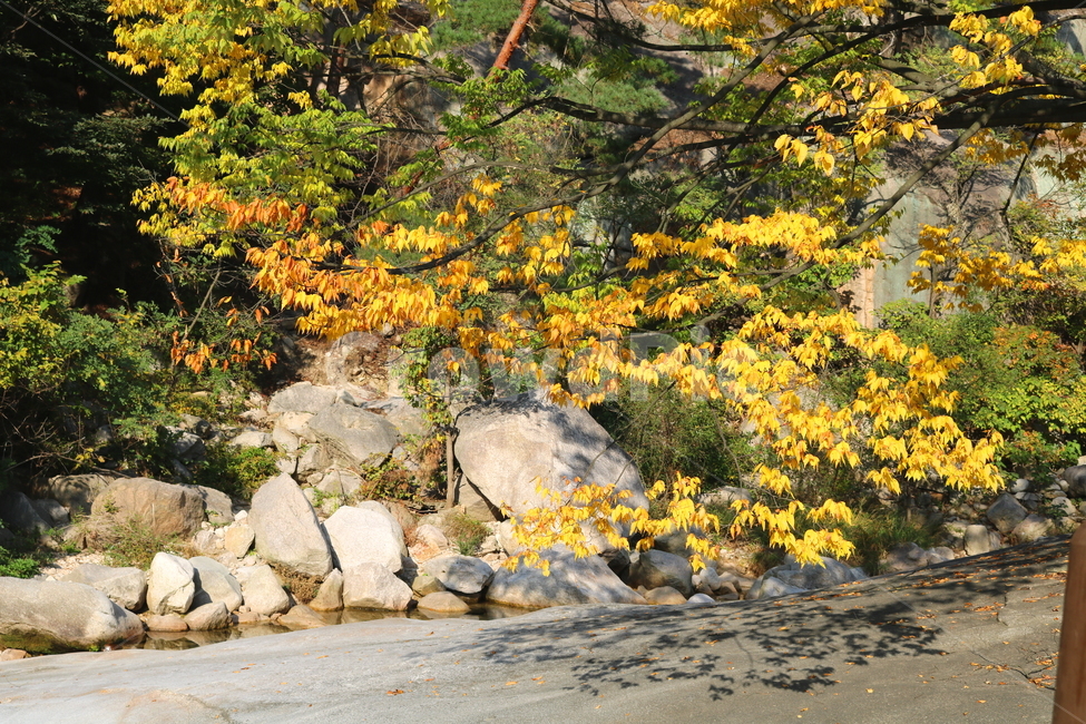 느티나무,나무,식물,자연,풍경,느릅나무과,낙엽수,활엽수,가을,단풍,돌,바위,북한산,국립공원,북한산국립공원,산책로,가을,계절,fall,autumn,season,자연,풍경,nature,landscape,plant