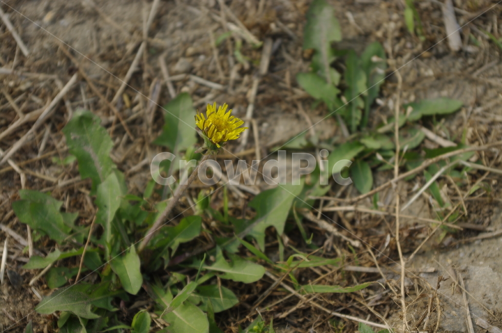 민들레,식물,plant,꽃,flower