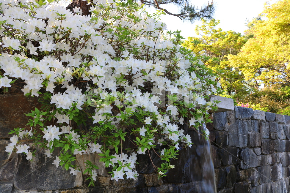 꽃,철쭉,철쭉꽃,진달래,나무,식물,흰꽃,야생화,자연,봄,식물,자연,plants,nature,꽃,flower