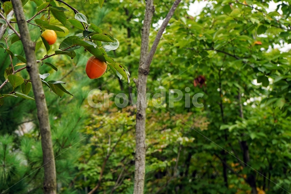 감,감나무,결실,단감,자연,나무,식물,식물,자연,plants,nature,과일,열매,fruit