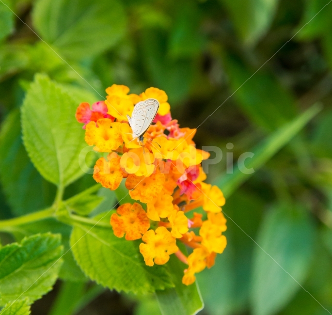 나비,	란타나,lantana,란타나꽃,꽃,아기자기한,작은,앙증맞은,귀여운,예쁜,flower,꽃잎,열대식물,열대의,노란,분홍,붉은,녹색,둥근,별모양,봉오리,꽃봉오리,작을별,작은나비,하얀나비,식물,자연,plants,nature,꽃,flower,동물,animal,곤충,벌레,insect,bug
