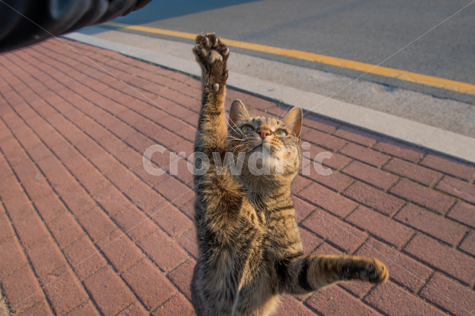 길고양이,포유류,고양이,동물,animal,고양이손,길냥,cat,kitten,동물,animal,포유류,mammal,고양이,cat,kitten,kitty