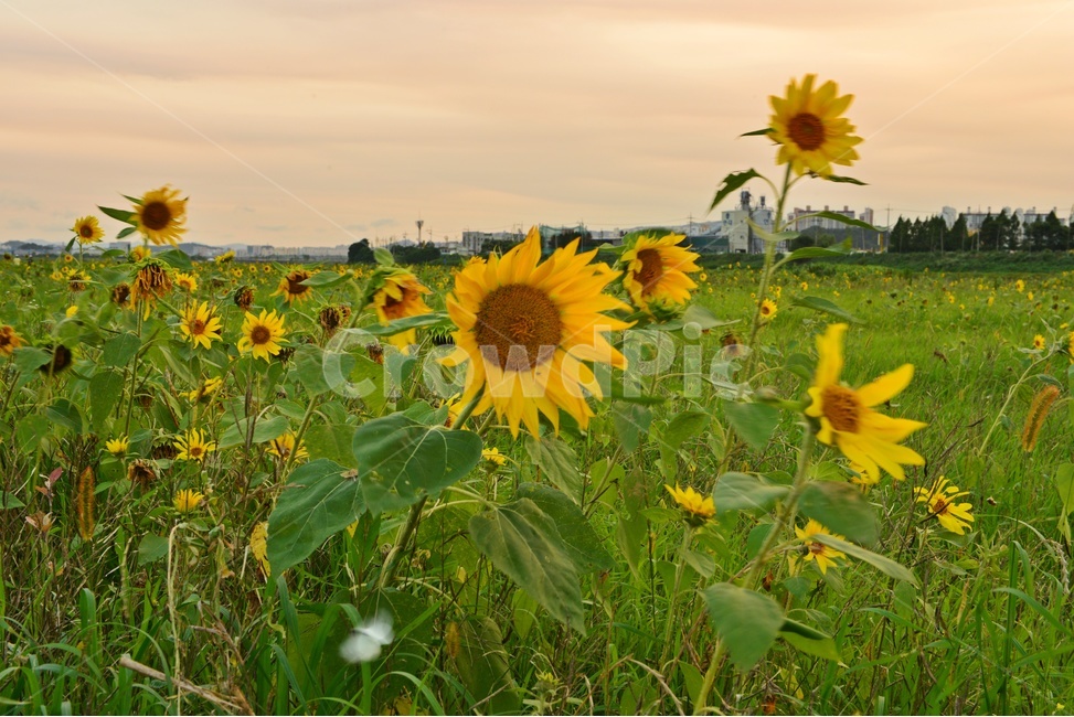 plant,식물,blossom,sunflower,해바라기,flower,꽃,여름,계절,노랑색,노랑,식물,자연,plants,nature,꽃,flower