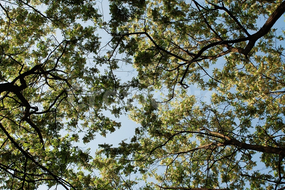 나무,하늘,자연,나뭇잎,하늘그늘,자연,풍경,nature,landscape,여름,계절,summer,season,tree,plant,식물,tree trunk,나무 줄기