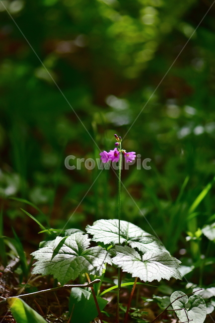 큰앵초,야생화,생태,식물,꽃,자연,힐링,플라워,wildflower,flower,plants,nature,season,감성,느낌,emotion,feeling,초본