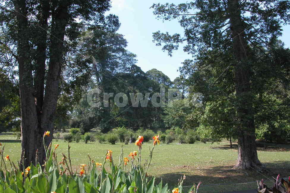 인도네시아,보고르,보고르식물원,꽃,나무,indonesia,bogor,bogorbotanicgarden,flowers,trees,flower,tree