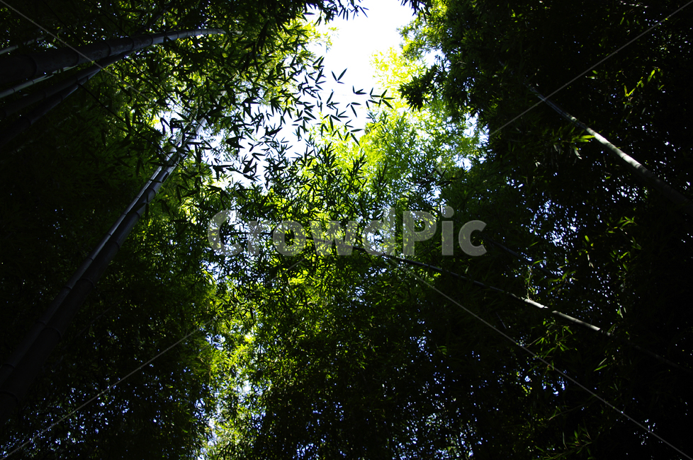 대나무,숲,빛,나무,초록,자연,풍경,nature,landscape,sunlight,햇빛,plant,식물