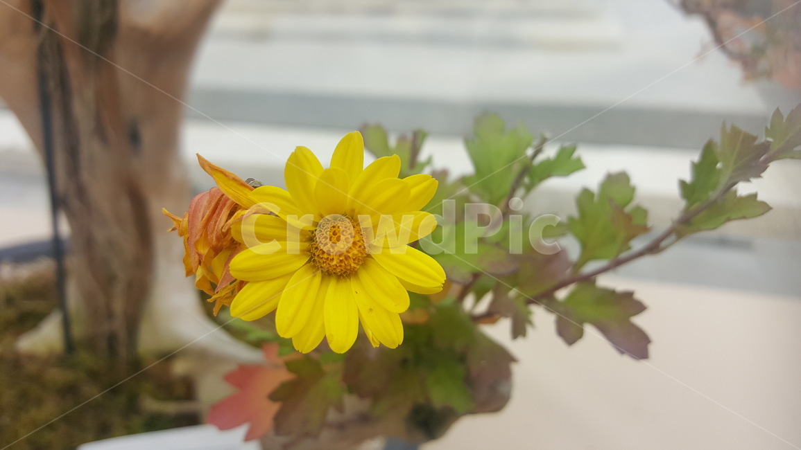 식물,flower,꽃,blossom,plant
