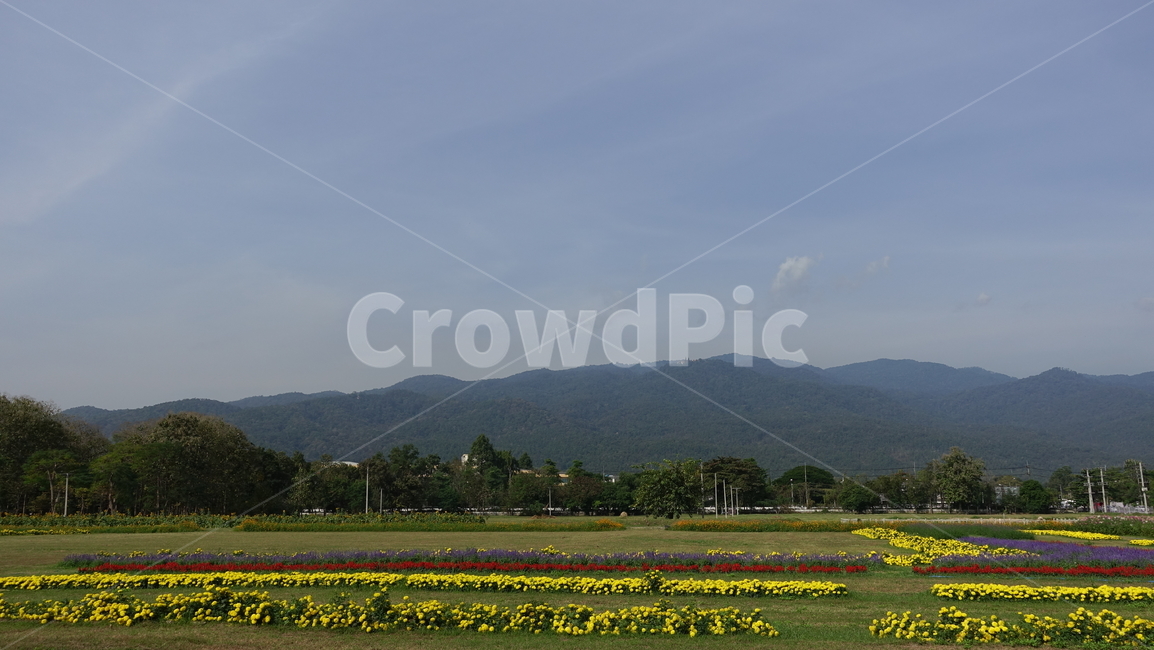 outdoors,옥외,grassland,목초지,field,들,nature,자연,farm,농장,꽃,꽃밭,flower
