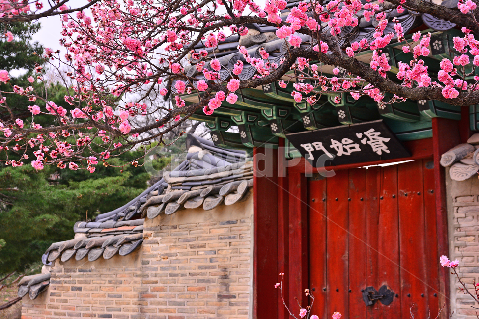 한국전통,고궁,봄풍경,봄꽃,창덕궁,봄배경,바탕,백그라운드,traditional,korean,spring,flowers,background,기와집,궁궐,조선시대,서울,명소,건축물,돌담,전통,보존,왕,집,하우스,house,ancientpalace,분홍색꽃,봄,시즌,계절,봄,계절,spring,season,한국전통,한국문화,korean traditional,korean culture,랜드마크,landmark,tourist attraction,한국랜드마크,한국관광지,한국명소,korea landmark,korea tourist attraction,건축물,건물외관,exterior,building,structure,architecture,construction,plant,식물