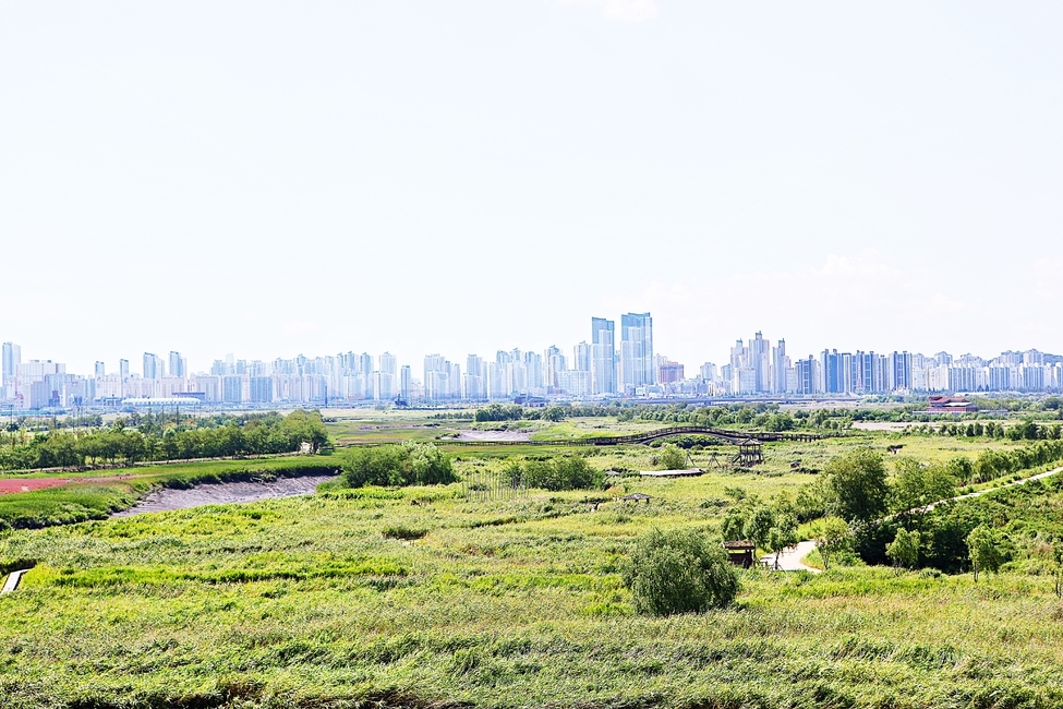 시흥갯골생태공원,공원,식물,자연,풍경,갈대,잡초,여름,게절,자연,풍경,nature,landscape