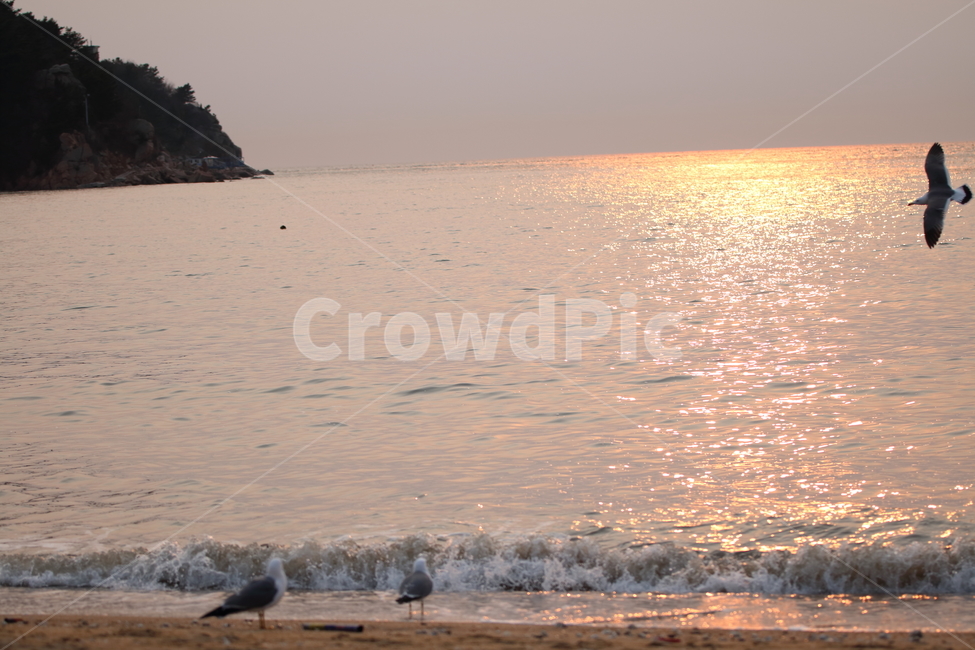 노을,을왕리,해변,갈매기,파도,해변,바다,beach,sea
