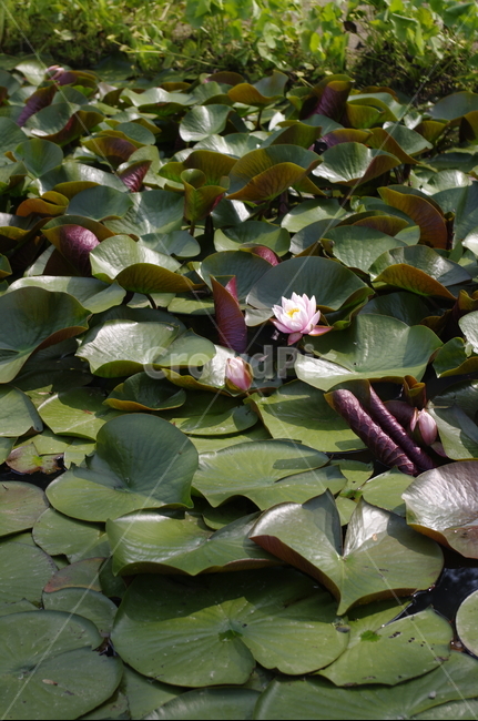 초록,신록,나무,식물,plant,수련,수생식물,연못,식물,자연,plants,nature