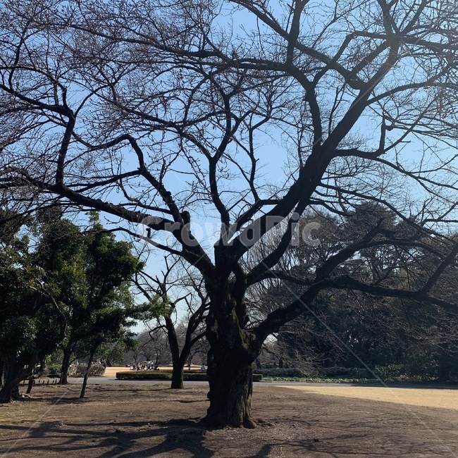 신주쿠,일본,공원,나무,자연,산책,식물,자연,plants,nature,나무,trees,wood