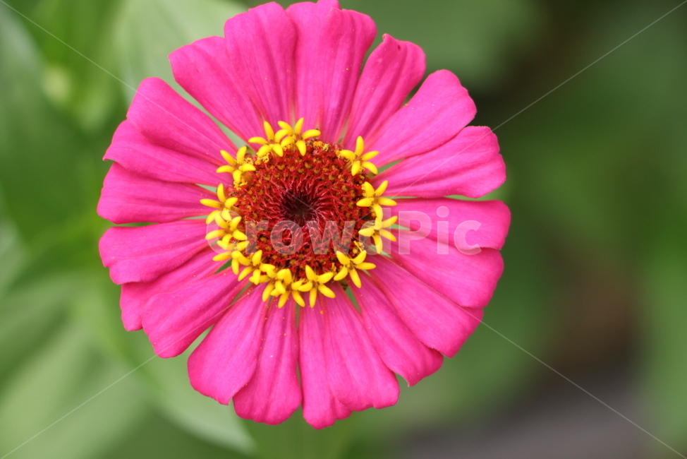 꽃,자연,풍경,꽃사진,여행사진,plant,식물,식물,자연,plants,nature,꽃,flower