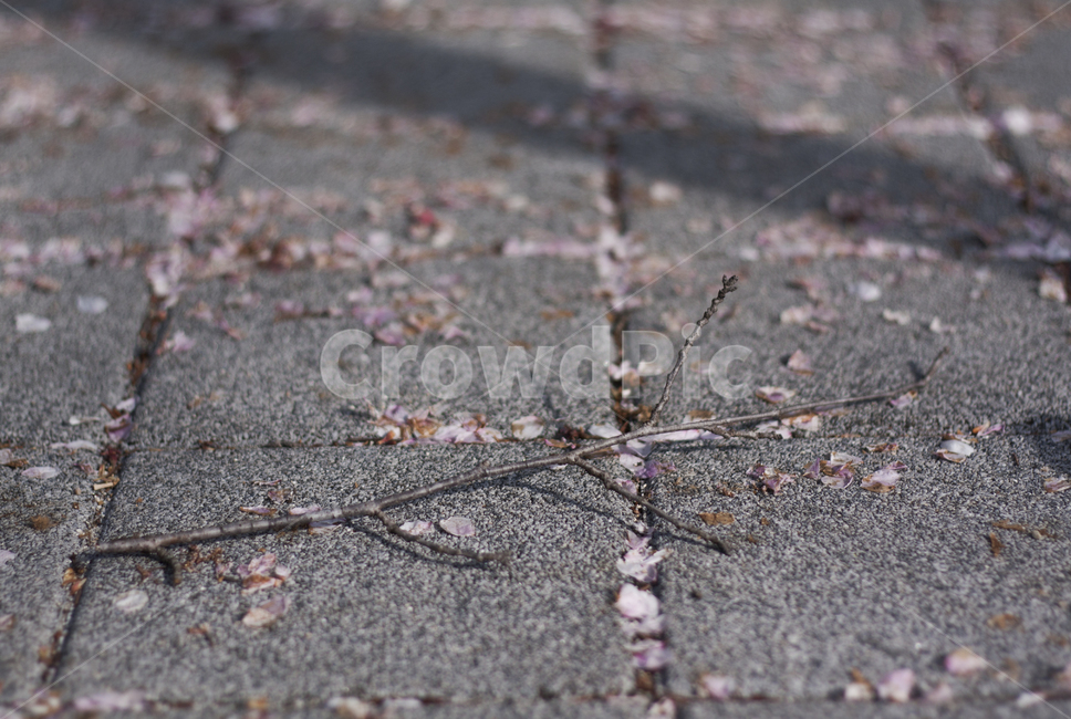 꽃,식물,나무,꽃잎,봄,flower,plant,petal,spring